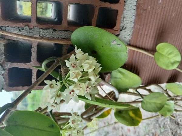 Identificação da planta Flor-de-cera por foto