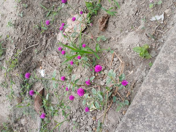 Identificação da planta Perpétua por foto