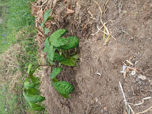 Identificação da planta Ingá-de-metro por foto