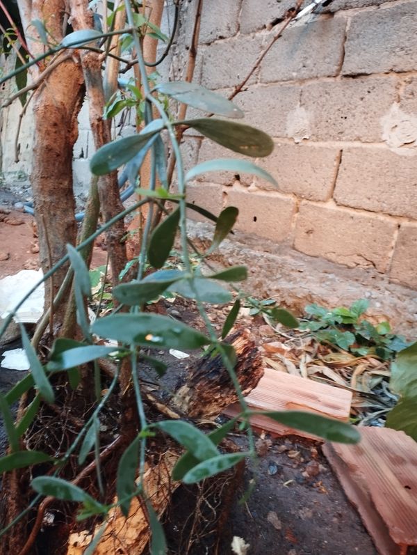 Identificação da planta Erva-de-passarinho por foto