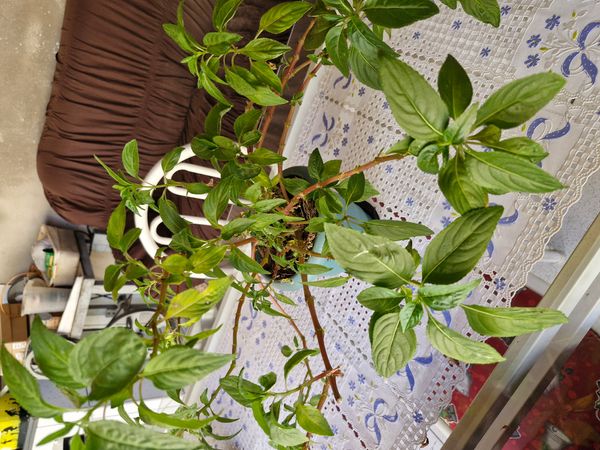 Identificação da planta Maria-sem-vergonha por foto