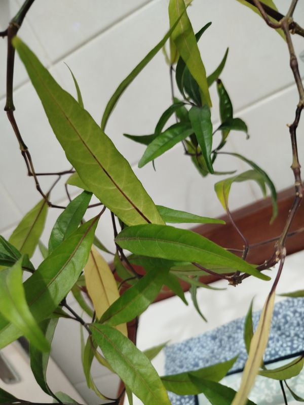 Identificação da planta Abre caminho por foto