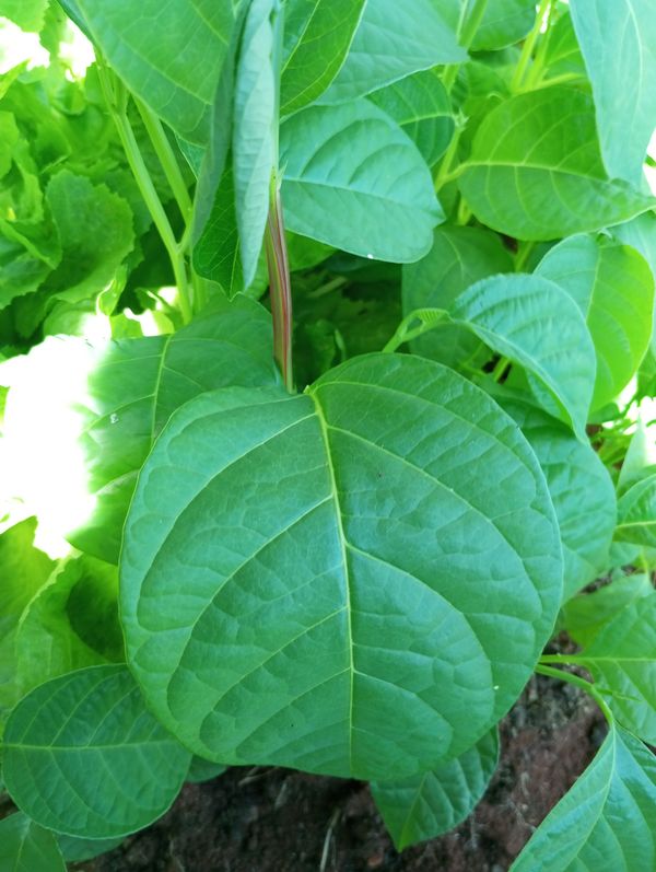 Identificação da planta Maracujá-de-quadrado por foto
