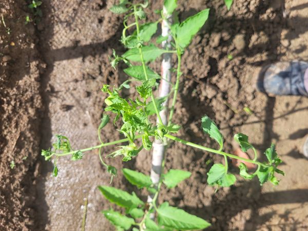 Identificação da planta Tomate por foto