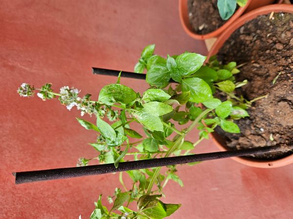 Identificação da planta Manjericão por foto