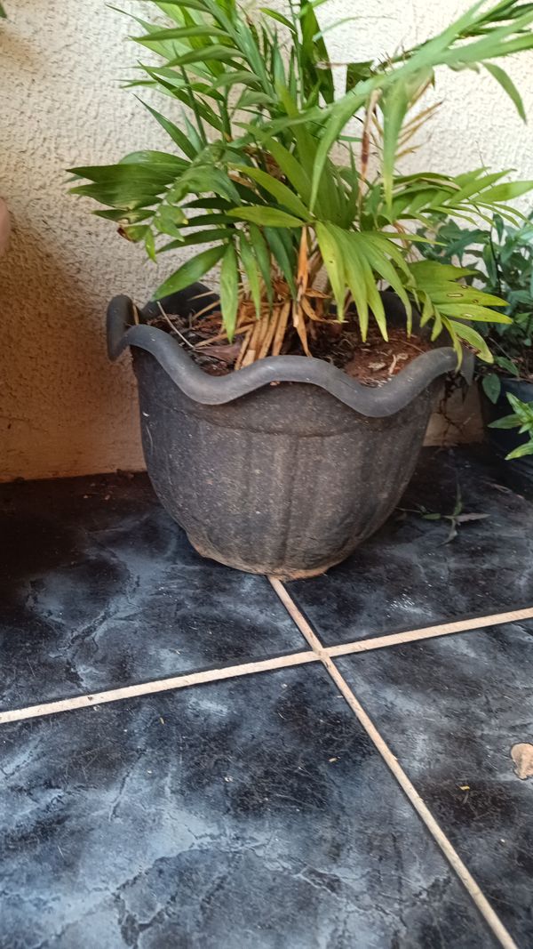 Identificação da planta Palmeira-ráfis por foto