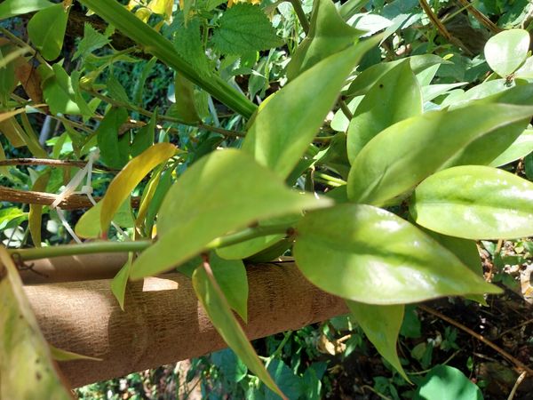 Identificação da planta Ora-pro-nóbis por foto