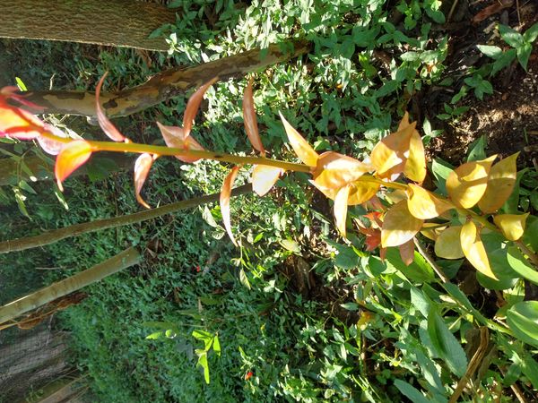 Identificação da planta Ora-pro-nóbis por foto
