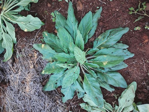 Identificação da planta Viperina por foto