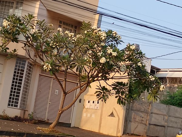 Identificação da planta Jasmim-manga por foto