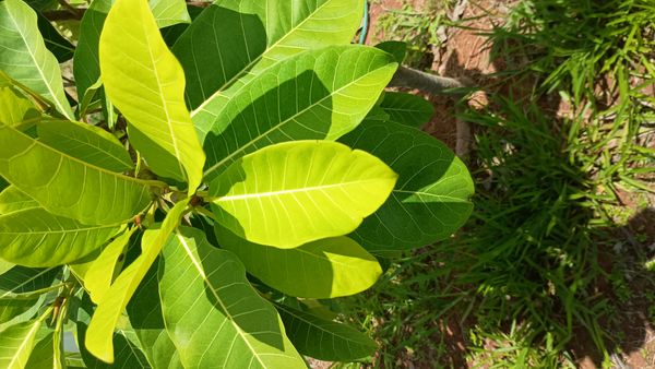 Identificação da planta Figueira por foto