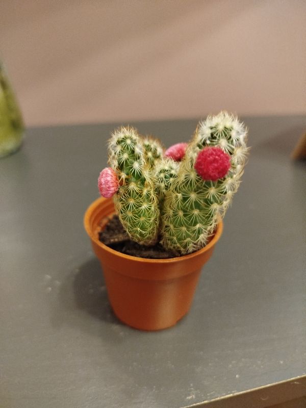 Identificação da planta Dedo-de-dama por foto