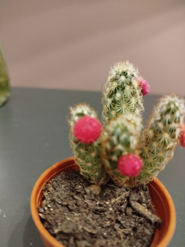 Identificação da planta Dedal por foto