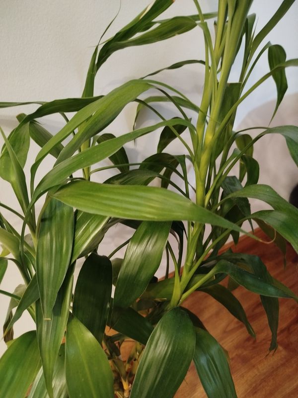 Identificação da planta Bambu da Sorte por foto