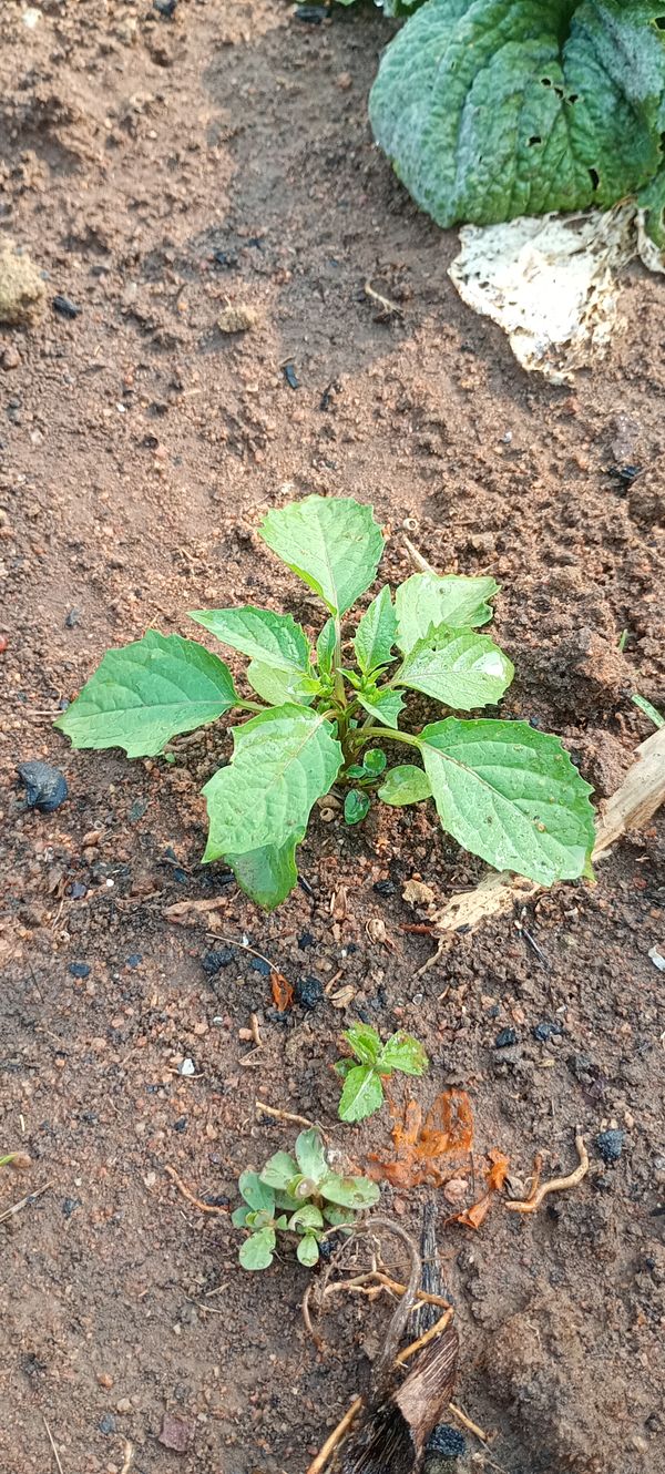 Identificação da planta Camapu por foto