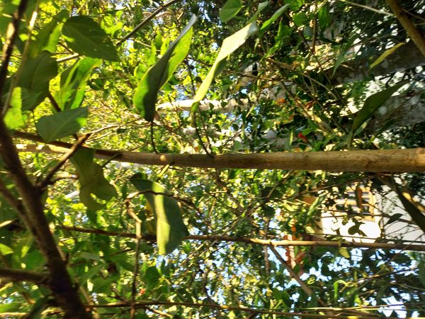 Identificação da planta mulungu por foto