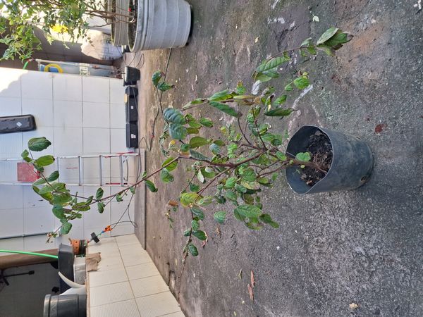 Identificação da planta Amor-seco por foto