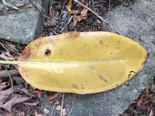 Identificação da planta Figueira-estranguladora por foto