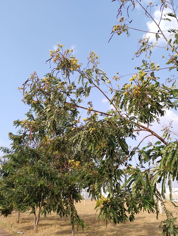 Identificação da planta Jucá por foto