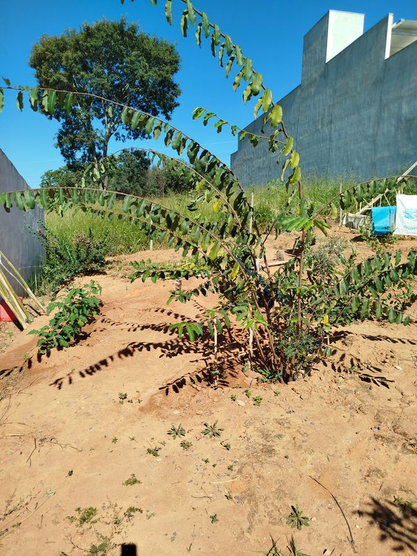Identificação da planta Cajueiro-bravo por foto