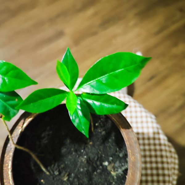 Identificação da planta Café por foto