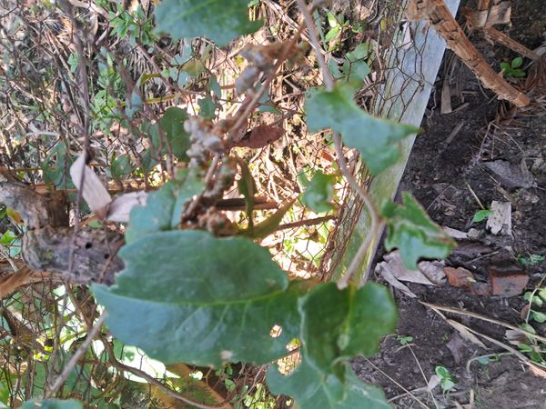 Identificação da planta Bredo-de-espinafre por foto