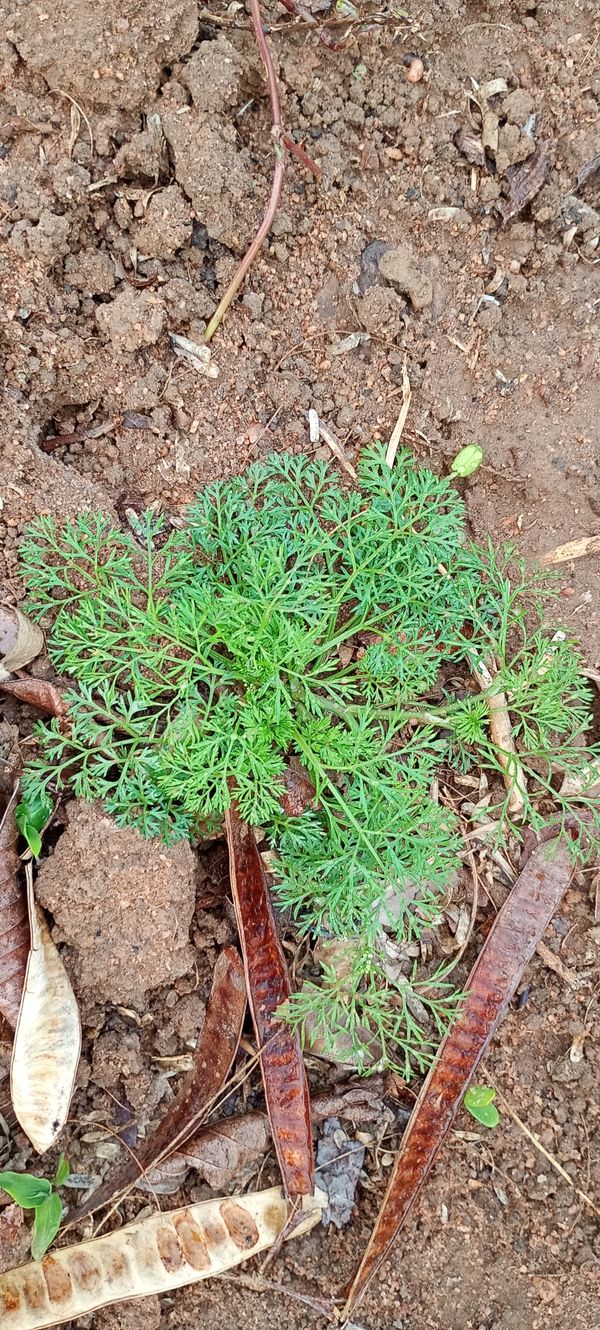 Identificação da planta Coentro-bravo por foto
