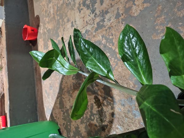 Identificação da planta Zamioculcas por foto