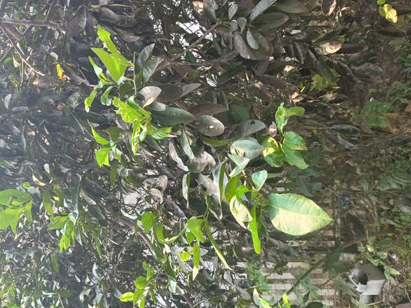 Identificação da planta Limão galego por foto