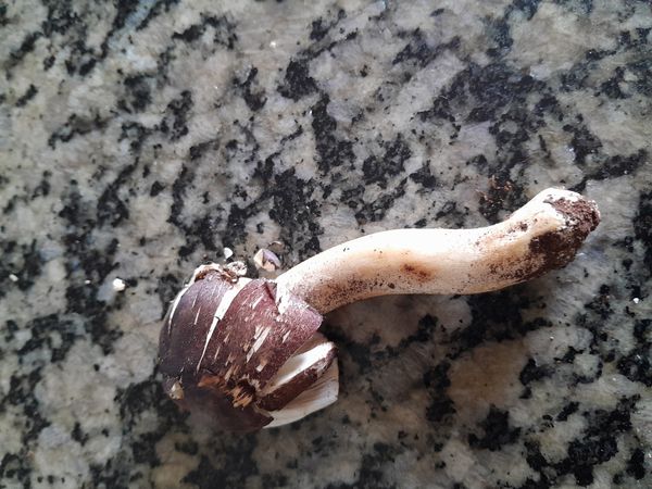Identificação da planta Margarida-amarela por foto