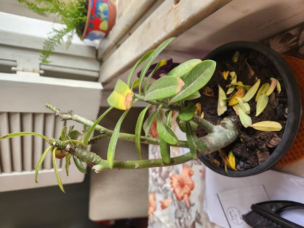 Identificação da planta Rosa do deserto por foto