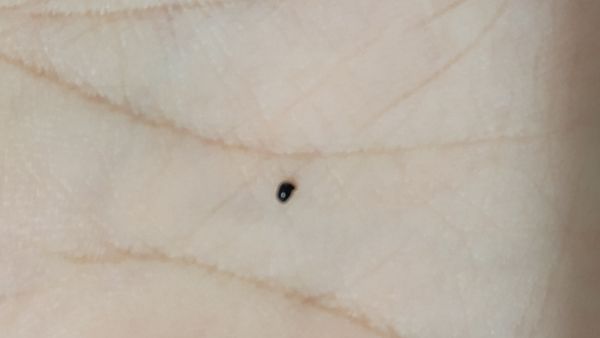Identificação da planta Guanxuma-branca por foto