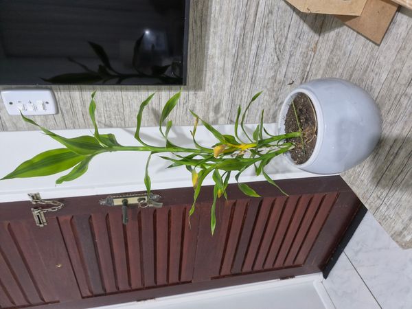 Identificação da planta Bambu da Sorte por foto