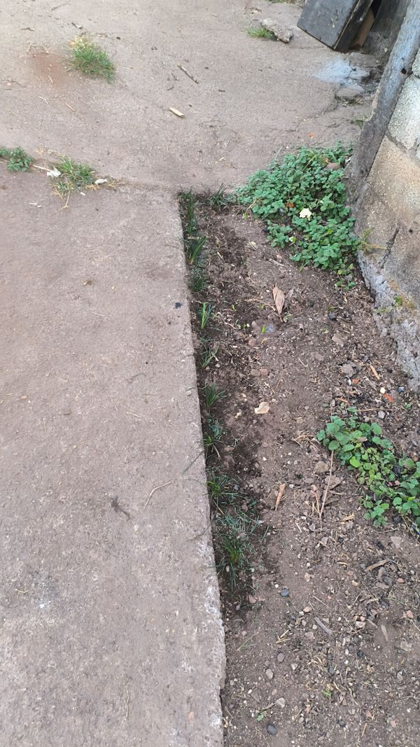 Identificação da planta Grama-preta por foto