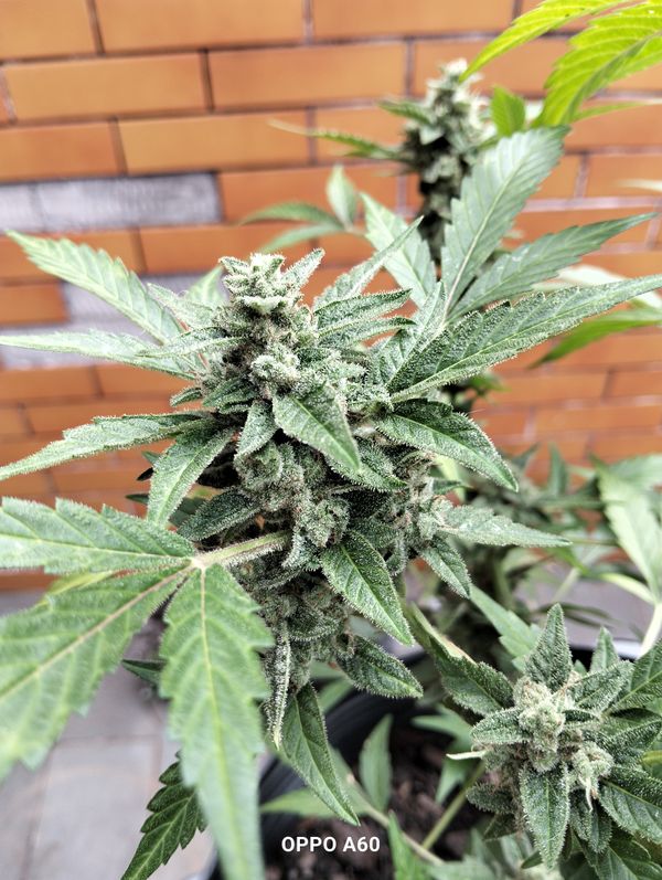 Identificação da planta Maconha por foto