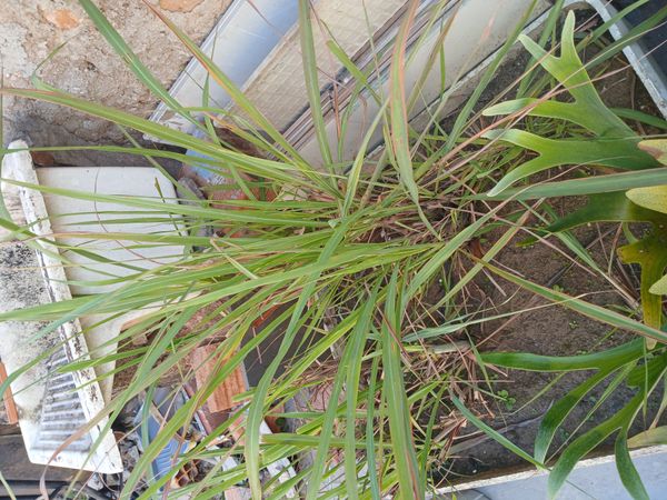 Identificação da planta Citronela por foto