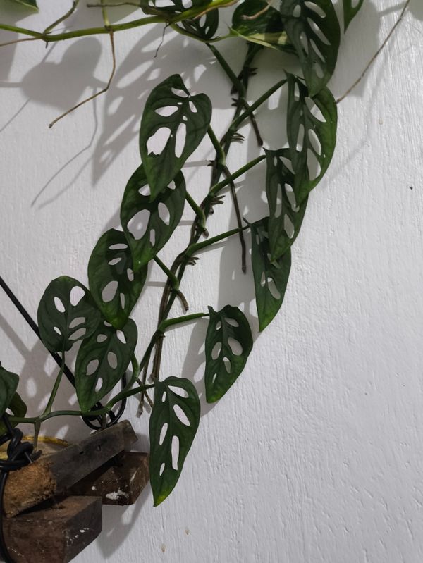 Identificação da planta Costela de Eva por foto