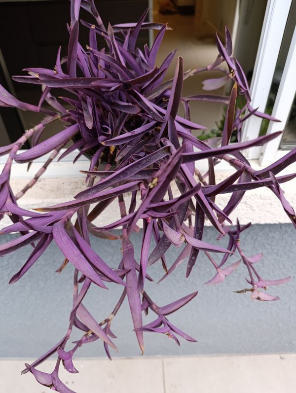 Identificação da planta Trapoeraba-roxa por foto