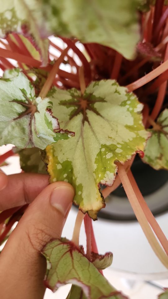 Identificação da planta Asa-de-papagaio por foto