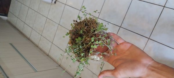 Identificação da planta Tradescantia-nanica por foto