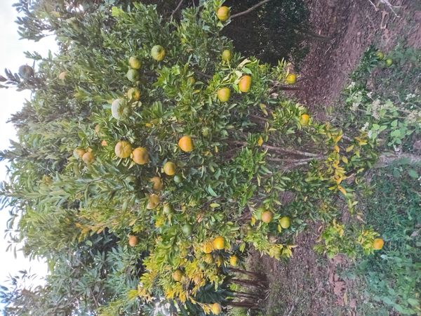 Identificação da planta Mexerica por foto