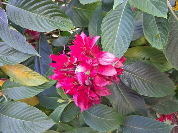 Identificação da planta Camarão-vermelho por foto