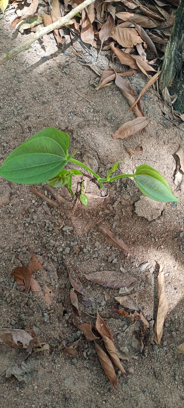 Identificação da planta Maracujá-doce por foto
