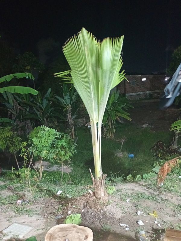 Identificação da planta Palmeira-fiji por foto