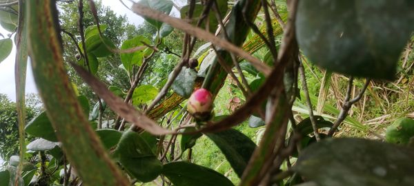 Identificação da planta Camélia-do-chá por foto