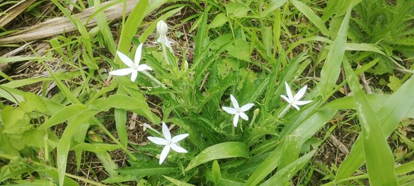 Identificação da planta Lindabela por foto