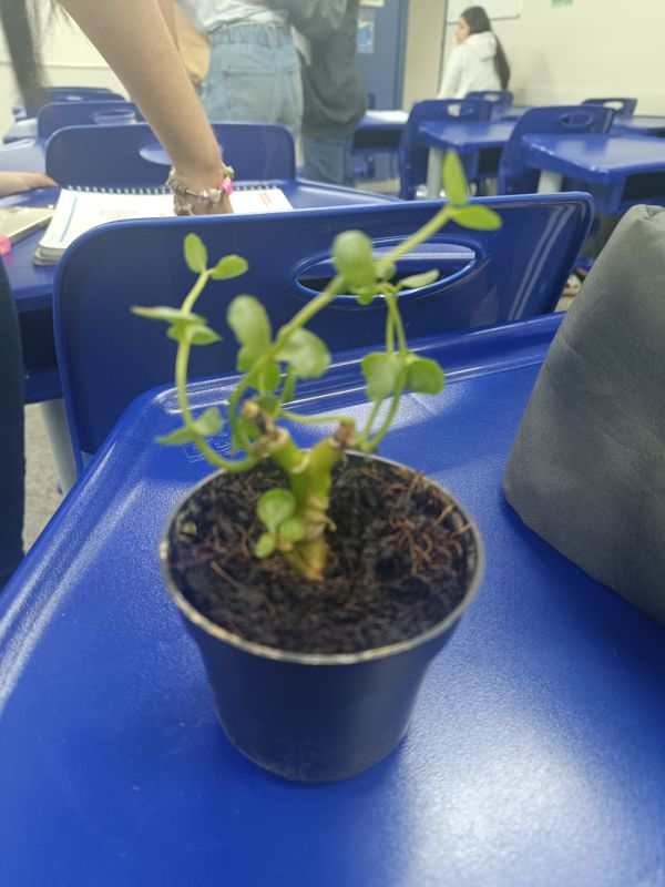 Identificação da planta Jade três cores por foto