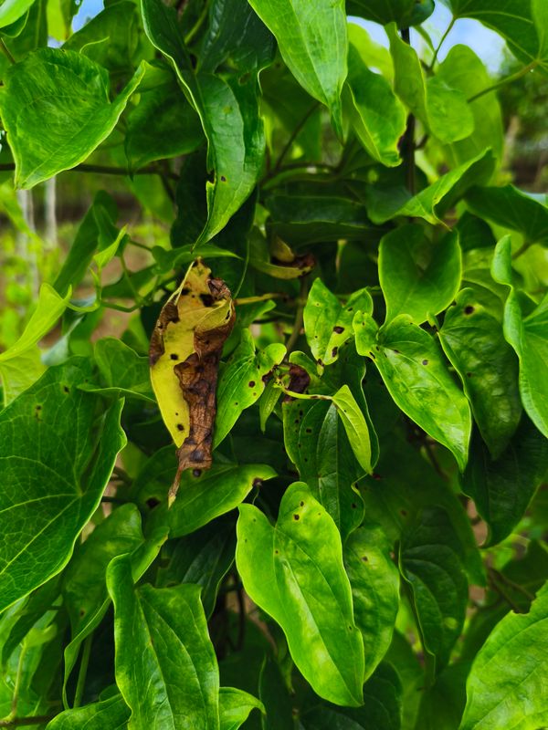 Identificação da planta Não há nome popular registrado no Brasil por foto