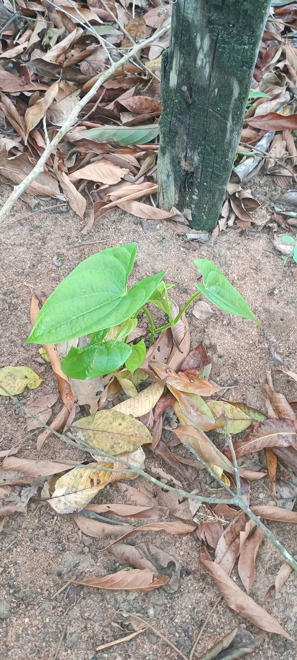 Identificação da planta Inhame por foto