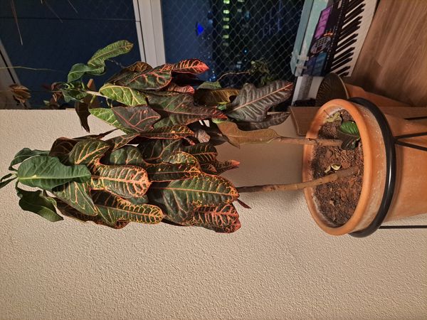 Identificação da planta Cróton por foto